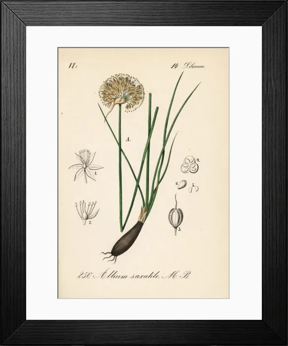 Framed Print : Allium saxatile Framed Print : Allium saxatile