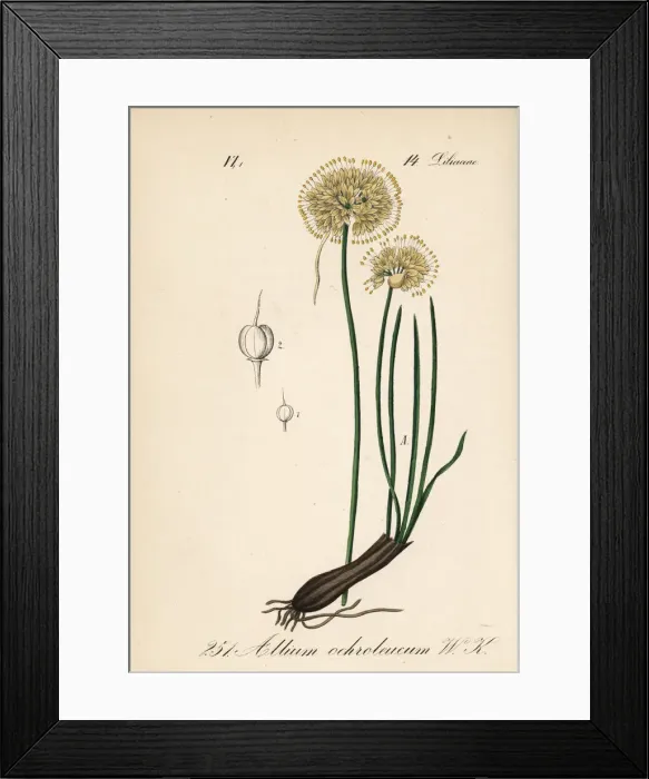 Framed Print : Allium ericetorum Framed Print : Allium ericetorum