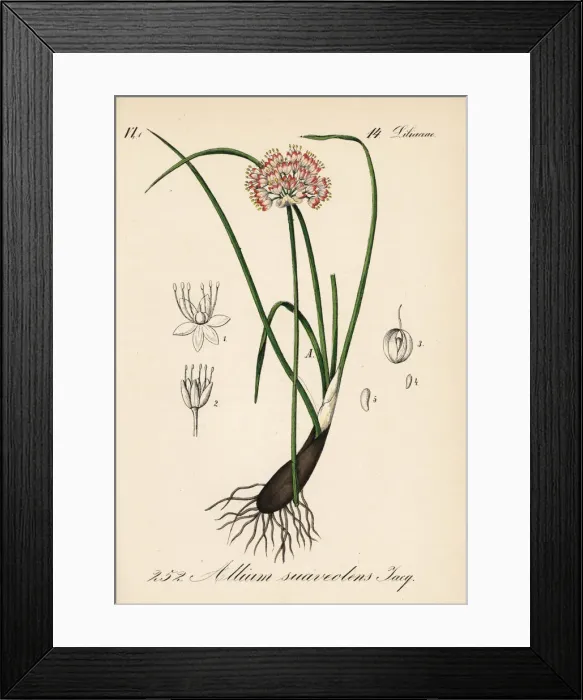 Framed Print : Fragrant onion, Allium suaveolens Framed Print : Fragrant onion, Allium suaveolens