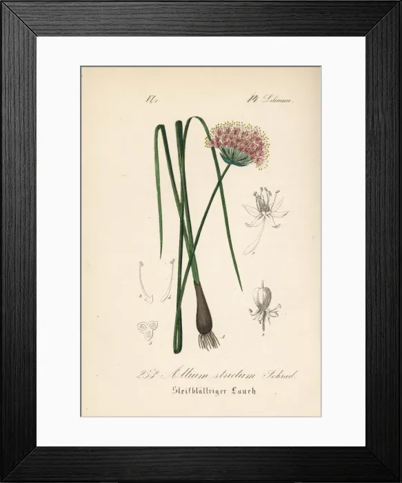Framed Print : Allium strictum