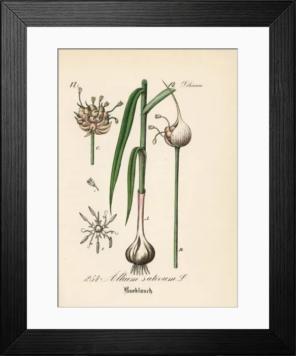 Framed Print : Garlic, Allium sativum Framed Print : Garlic, Allium sativum