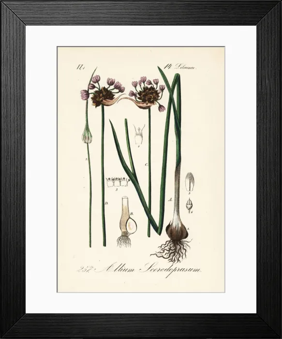 Framed Print : Sand leek or rocambole, Allium scorodoprasum Framed Print : Sand leek or rocambole, Allium scorodoprasum