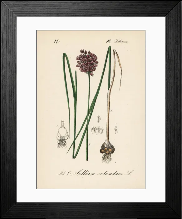 Framed Print : Round-headed leek or purple-flowered garlic, Allium rotundum Framed Print : Round-headed leek or purple-flowered garlic, Allium rotundum