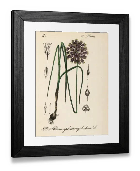 Framed Print : Round-headed leek or ball-head onion, Allium sphaerocephalum Framed Print : Round-headed leek or ball-head onion, Allium sphaerocephalum