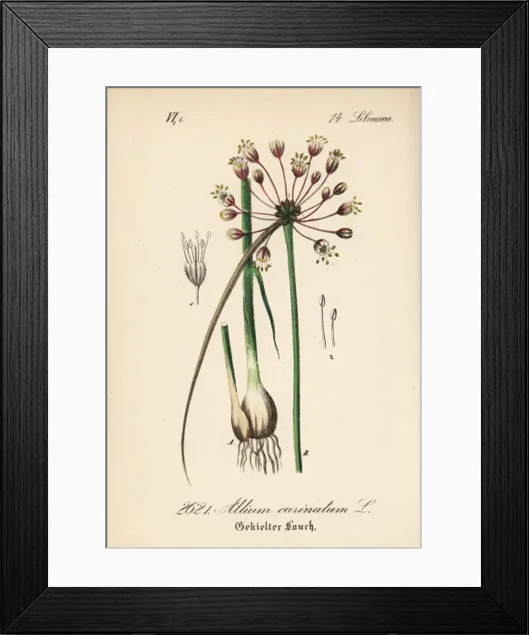 Framed Print : Keeled garlic or witchs garlic, Allium carinatum Framed Print : Keeled garlic or witchs garlic, Allium carinatum