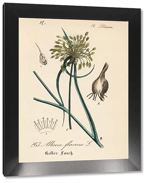 Yellow-flowered garlic, Allium flavum