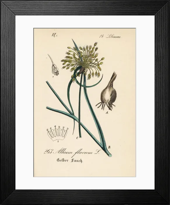 Framed Print : Yellow-flowered garlic, Allium flavum Framed Print : Yellow-flowered garlic, Allium flavum