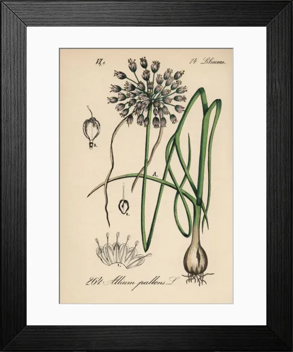 Framed Print : Naples garlic, Allium pallens Framed Print : Naples garlic, Allium pallens