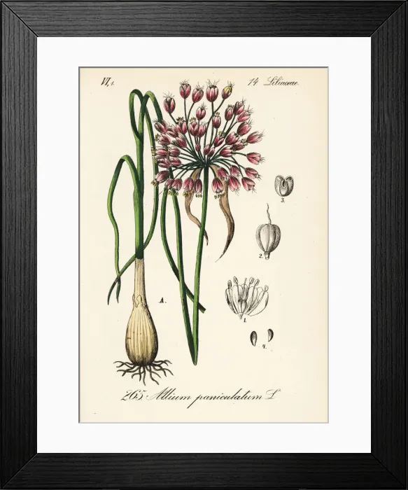 Framed Print : Mediterranean onion, Allium paniculatum Framed Print : Mediterranean onion, Allium paniculatum