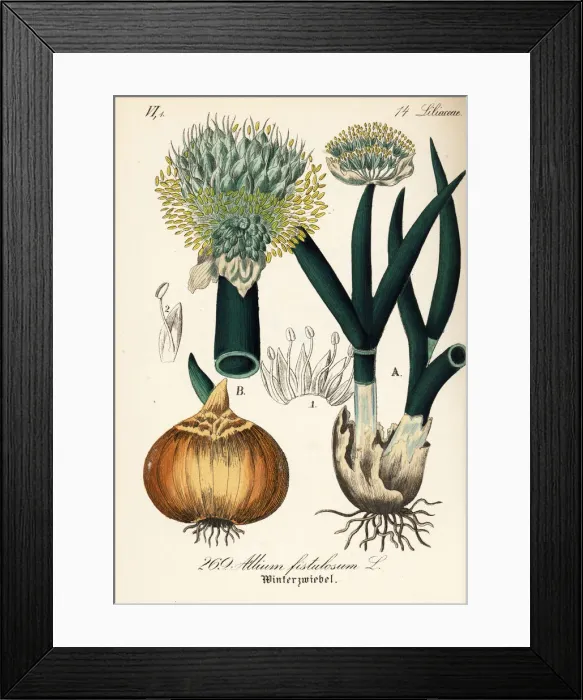 Framed Print : Welsh onion or Japanese bunching onion, Allium fistulosum Framed Print : Welsh onion or Japanese bunching onion, Allium fistulosum