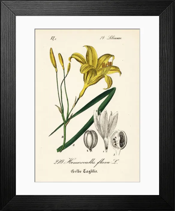 Framed Print : Lemon day-lily, Hemerocallis lilioasphodelus