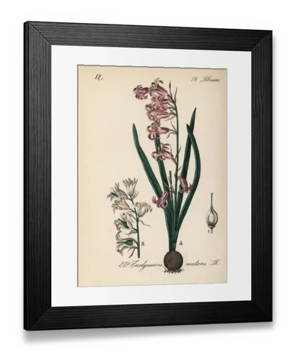 Framed Print : Common bluebell, Hyacinthoides non-scripta Framed Print : Common bluebell, Hyacinthoides non-scripta