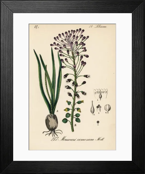 Framed Print : Tassel hyacinth, Leopoldia comosa Framed Print : Tassel hyacinth, Leopoldia comosa