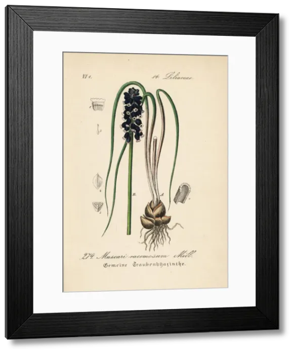 Framed Print : Grape hyacinth, Muscari racemosum Framed Print : Grape hyacinth, Muscari racemosum