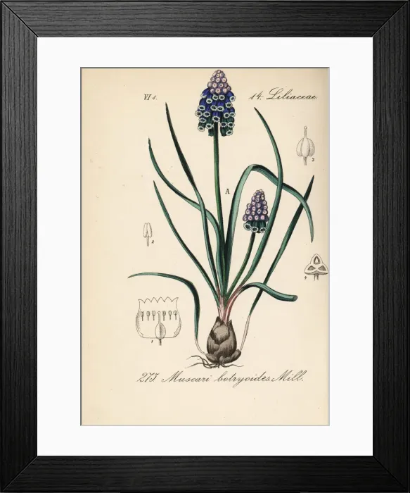Framed Print : Grape hyacinth, Muscari botryoides Framed Print : Grape hyacinth, Muscari botryoides