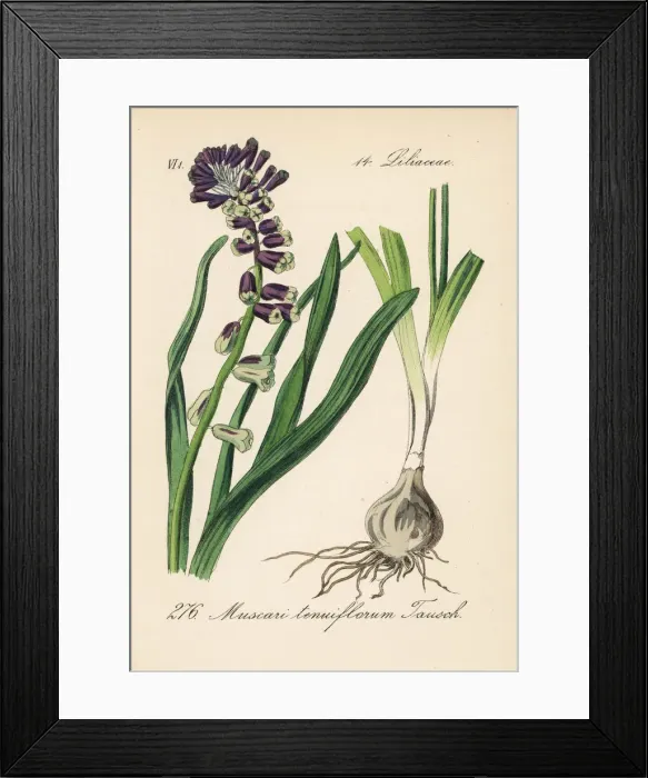 Framed Print : Grape hyacinth, Leopoldia tenuiflora