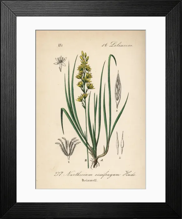 Framed Print : Bog asphodel, Narthecium ossifragum Framed Print : Bog asphodel, Narthecium ossifragum