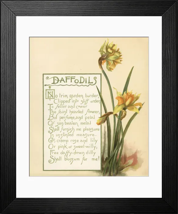 Framed Print : Daffodils, Narcissus pseudonarcissus Framed Print : Daffodils, Narcissus pseudonarcissus