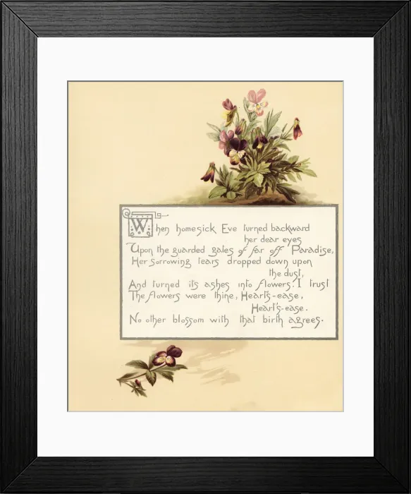 Framed Print : Heartsease, Viola tricolor, with calligraphic poem in box Framed Print : Heartsease, Viola tricolor, with calligraphic poem in box