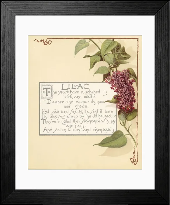 Framed Print : Lilac, Syringa vulgaris, and calligraphic poem Framed Print : Lilac, Syringa vulgaris, and calligraphic poem