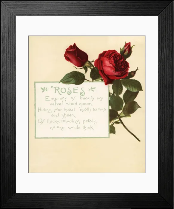 Framed Print : Rose, Rosa centifolia, and calligraphic poem