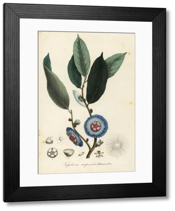 Framed Print : Napoleonaea imperialis Framed Print : Napoleonaea imperialis
