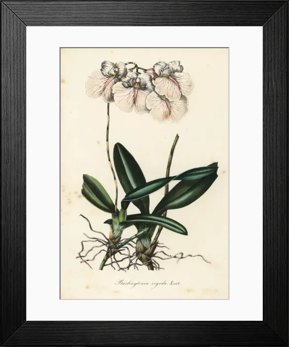 Framed Print : Rodriguezia rigida orchid Framed Print : Rodriguezia rigida orchid