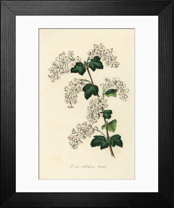Framed Print : White variety of redcurrant, Ribes sanguineum albidum Framed Print : White variety of redcurrant, Ribes sanguineum albidum