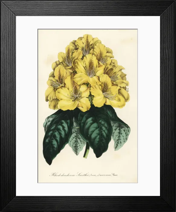 Framed Print : Rhododendron cultivar, Rhododendrum smithii Framed Print : Rhododendron cultivar, Rhododendrum smithii