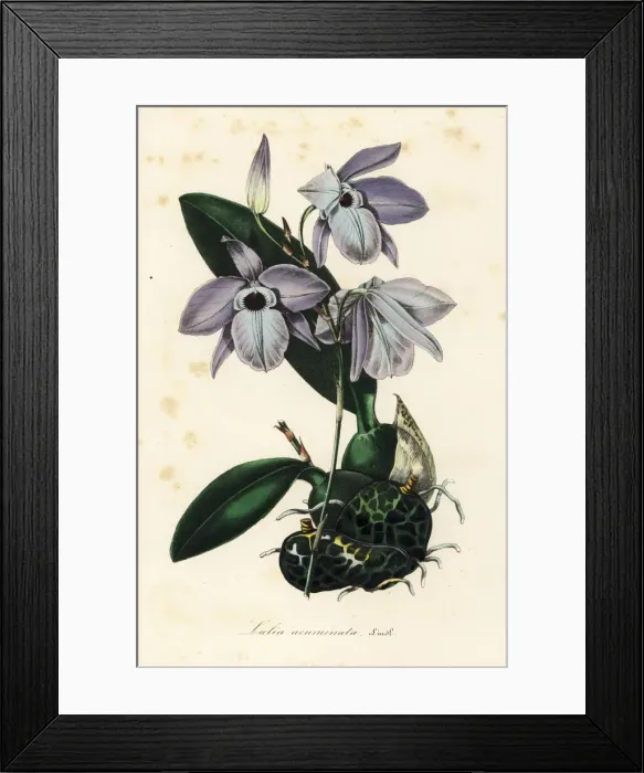 Framed Print : Laelia rubescens orchid Framed Print : Laelia rubescens orchid
