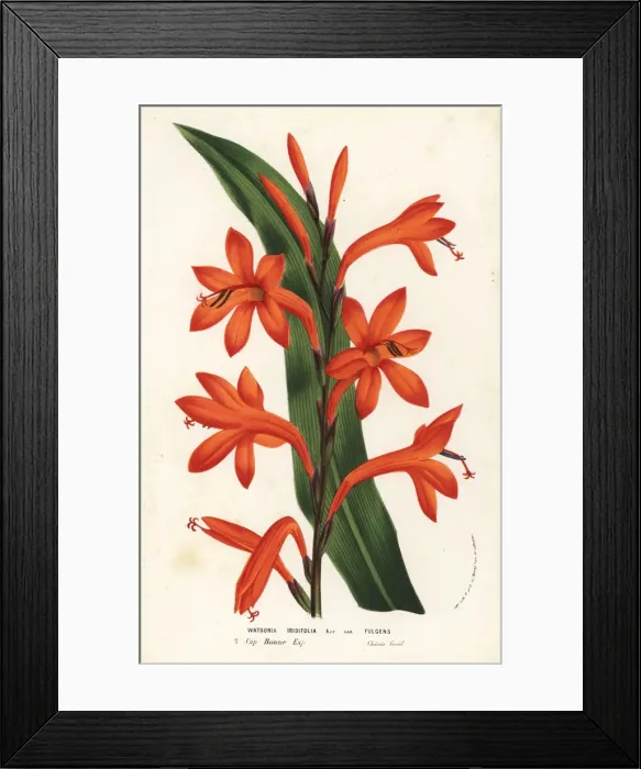 Framed Print : Bulbil bugle-lily, Watsonia meriana Framed Print : Bulbil bugle-lily, Watsonia meriana