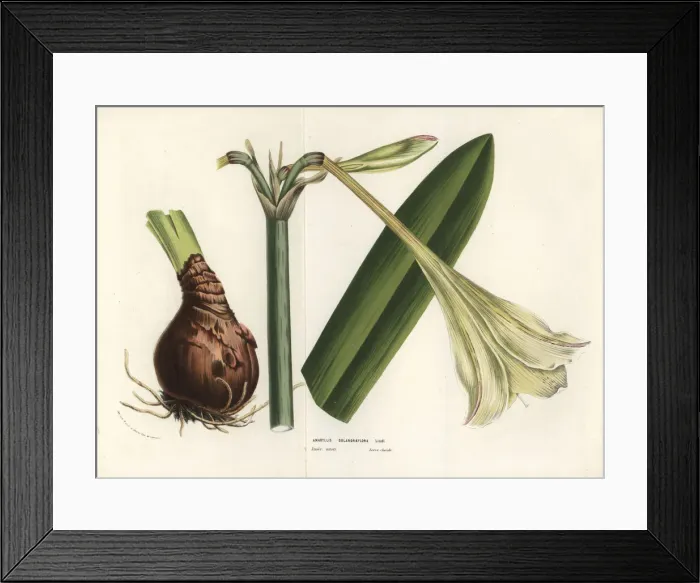 Framed Print : Hippeastrum elegans Framed Print : Hippeastrum elegans