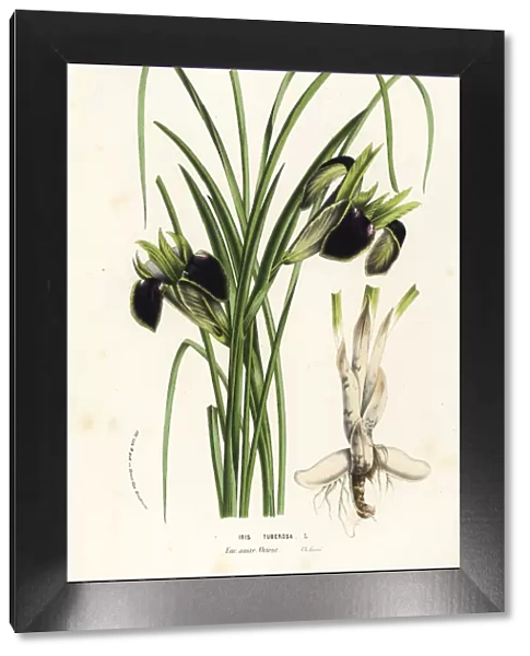 Snake s-head or widow iris, Iris tuberosa