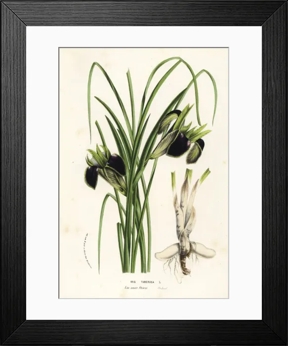 Framed Print : Snake s-head or widow iris, Iris tuberosa Framed Print : Snake s-head or widow iris, Iris tuberosa