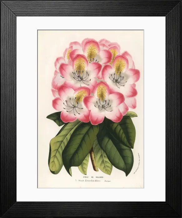 Framed Print : Hybrid rhododendron, Etoile de Villiers Framed Print : Hybrid rhododendron, Etoile de Villiers
