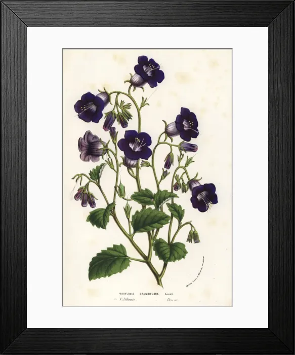 Framed Print : Wild Canterbury bells, Phacelia minor Framed Print : Wild Canterbury bells, Phacelia minor
