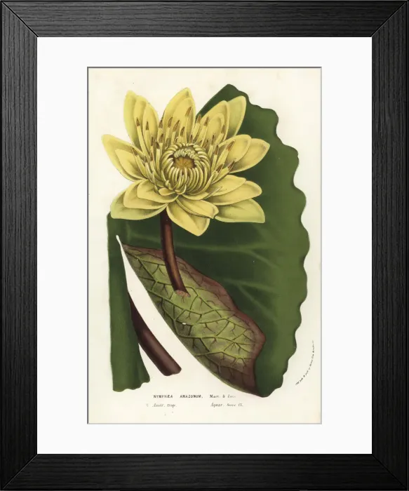 Framed Print : Amazon water-lily, Nymphaea amazonum Framed Print : Amazon water-lily, Nymphaea amazonum