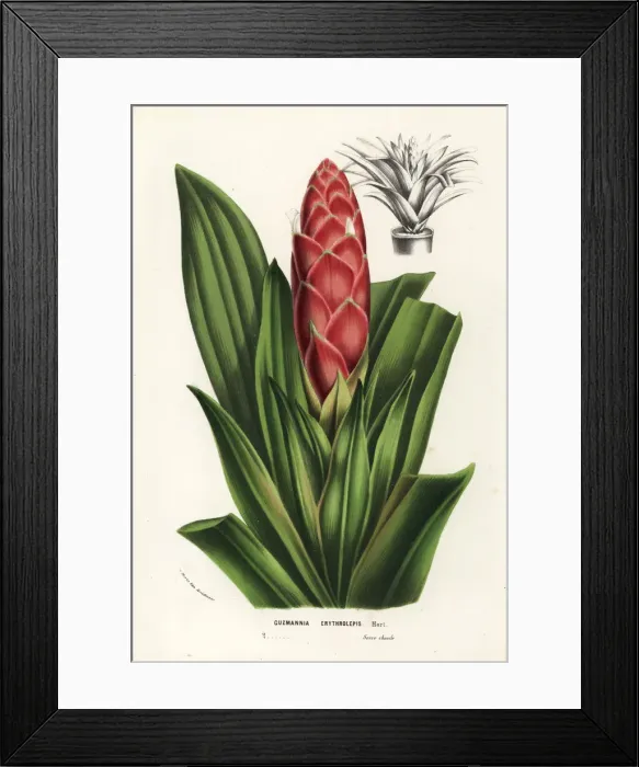 Framed Print : Tufted airplant, Guzmania erythrolepis Framed Print : Tufted airplant, Guzmania erythrolepis