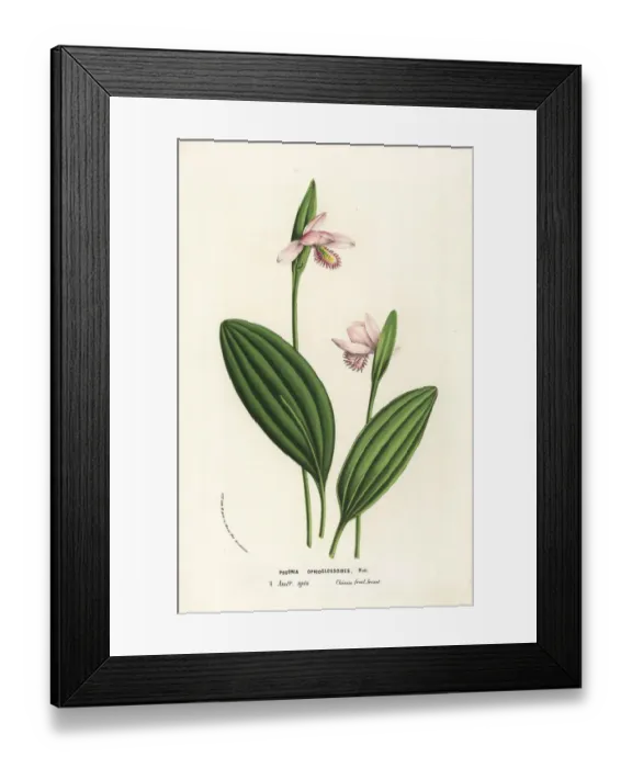 Framed Print : Rose pogonia orchid, Pogonia ophioglossoides Framed Print : Rose pogonia orchid, Pogonia ophioglossoides