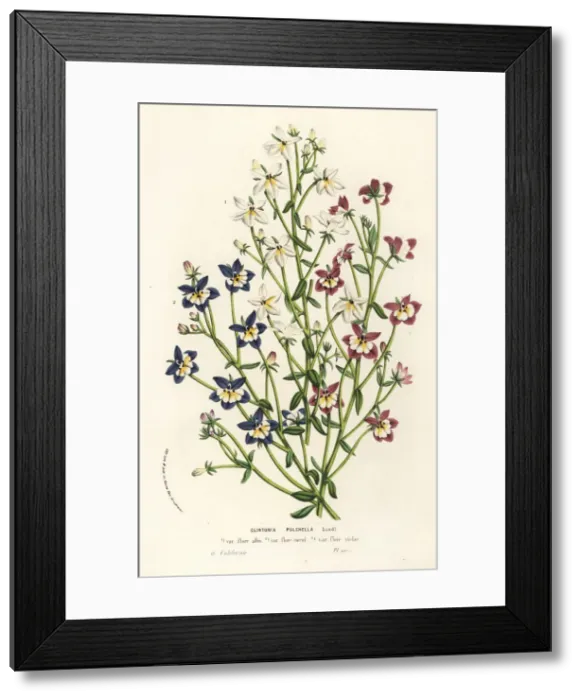 Framed Print : Flatface calicoflower, Downingia pulchella Framed Print : Flatface calicoflower, Downingia pulchella