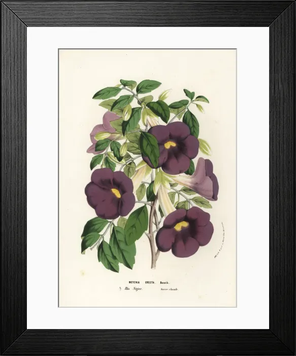 Framed Print : Bush clockvine and king s-mantle, Thunbergia erecta Framed Print : Bush clockvine and king s-mantle, Thunbergia erecta
