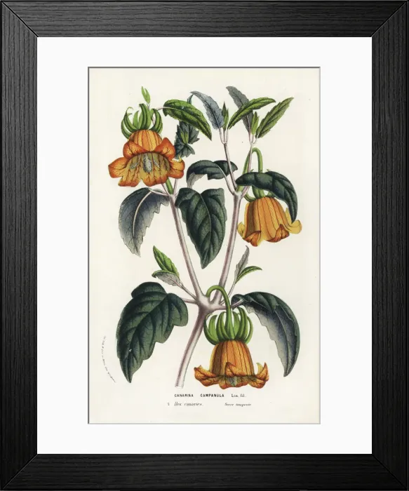 Framed Print : Canary Island bellflower, Canarina canariensis Framed Print : Canary Island bellflower, Canarina canariensis
