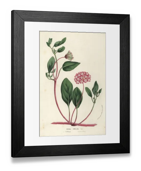 Framed Print : Pink sand verbena, Abronia umbellata Framed Print : Pink sand verbena, Abronia umbellata