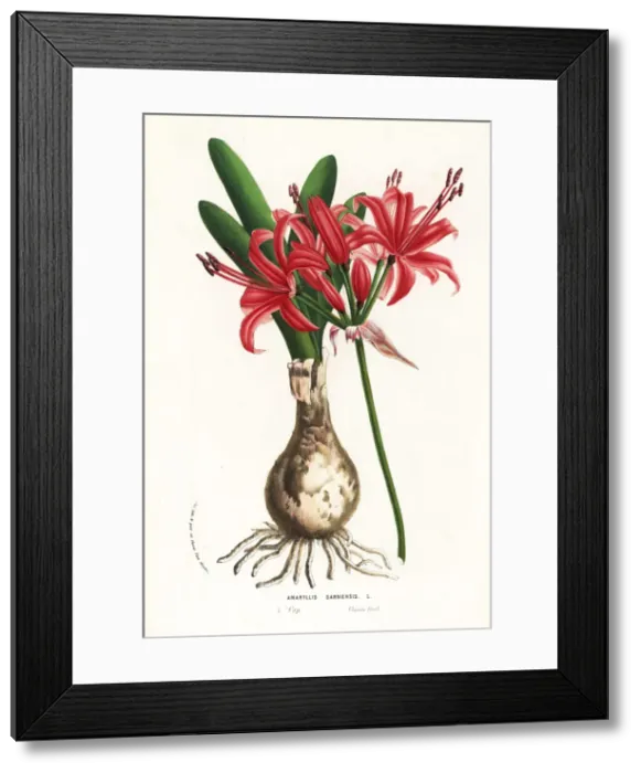 Framed Print : Guernsey lily, Nerine sarniensis Framed Print : Guernsey lily, Nerine sarniensis