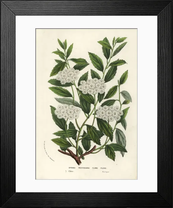 Framed Print : Reeves spiraea, Spiraea cantoniensis f. lanceata Framed Print : Reeves spiraea, Spiraea cantoniensis f. lanceata