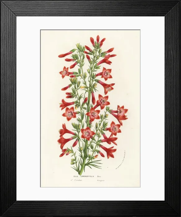Framed Print : Ravenfooted gilia, Gilia coronopifolia Framed Print : Ravenfooted gilia, Gilia coronopifolia