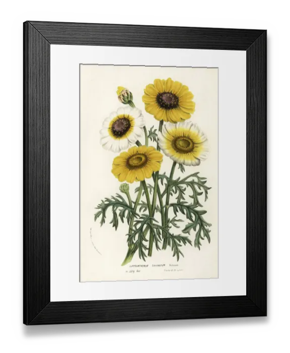 Framed Print : Annual chrysanthemum or tricolor daisy, Ismelia carinata