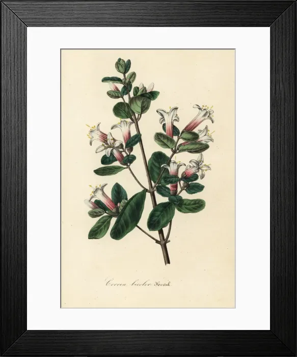 Framed Print : Correa bicolor Framed Print : Correa bicolor