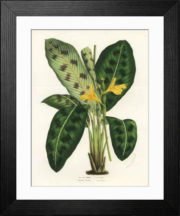 Framed Print : Calathea villosa prayer plant Framed Print : Calathea villosa prayer plant