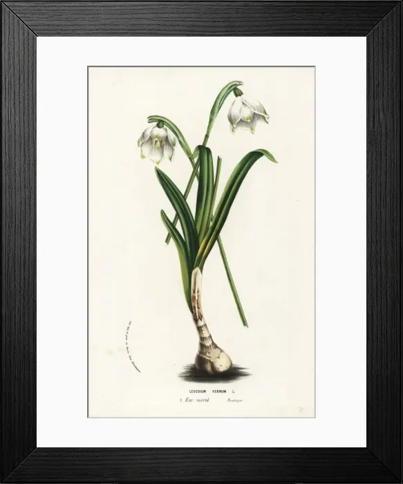 Framed Print : Spring snowflake, Leucojum vernum Framed Print : Spring snowflake, Leucojum vernum
